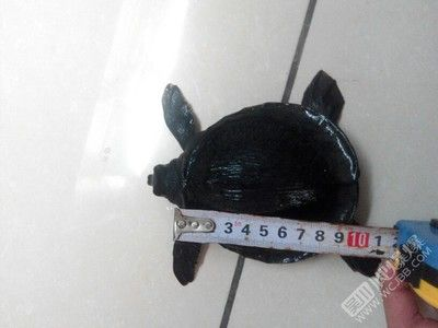 豬鼻龜買賣合法嗎：買賣豬鼻龜判刑嗎