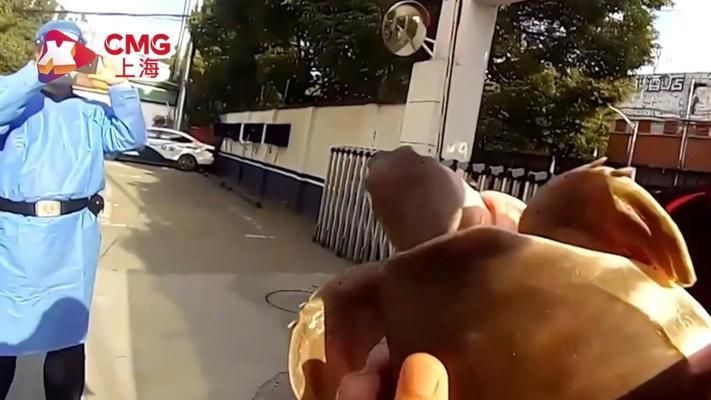 豬鼻龜是國家二級保護動物嗎圖片:豬鼻龜是國家二級保護動物嗎 豬鼻龜百科 第2張 豬鼻龜是國家二級保護動物嗎圖片:豬鼻龜是國家二級保護動物嗎 豬鼻龜是國家二級保護動物嗎圖片:豬鼻龜是國家二級保護動物嗎 豬鼻龜百科 第2張