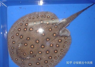 魟魚狀態好的表現有哪些特點和作用：魟魚的狀態好壞可以從以下幾個方面進行觀察