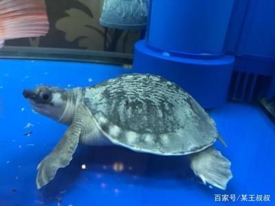 豬鼻龜身上白色腐爛怎么治療好：豬鼻龜白色腐爛怎么辦