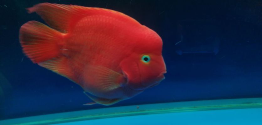 郴州龍魚vs郴州水族批發市場vs郴州水族館vs郴州魚缸批發市場vs祥龍魚場：郴州龍魚、水族批發市場、水族館、魚缸批發市場、祥龍魚場對比 郴州龍魚vs郴州水族批發市場vs郴州水族館vs郴州魚缸批發市場vs祥龍魚場：郴州龍魚、水族批發市場、水族館、魚缸批發市場、祥龍魚場對比 祥龍魚場各市分站 第4張