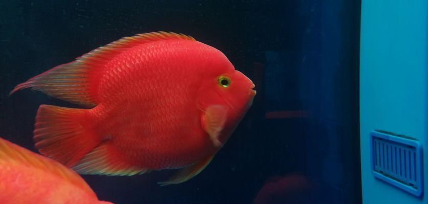 郴州龍魚vs郴州水族批發市場vs郴州水族館vs郴州魚缸批發市場vs祥龍魚場：郴州龍魚、水族批發市場、水族館、魚缸批發市場、祥龍魚場對比 郴州龍魚vs郴州水族批發市場vs郴州水族館vs郴州魚缸批發市場vs祥龍魚場：郴州龍魚、水族批發市場、水族館、魚缸批發市場、祥龍魚場對比 祥龍魚場各市分站 第5張