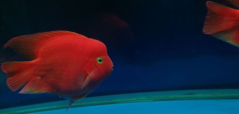 郴州龍魚vs郴州水族批發市場vs郴州水族館vs郴州魚缸批發市場vs祥龍魚場：郴州龍魚、水族批發市場、水族館、魚缸批發市場、祥龍魚場對比 郴州龍魚vs郴州水族批發市場vs郴州水族館vs郴州魚缸批發市場vs祥龍魚場：郴州龍魚、水族批發市場、水族館、魚缸批發市場、祥龍魚場對比 祥龍魚場各市分站 第6張