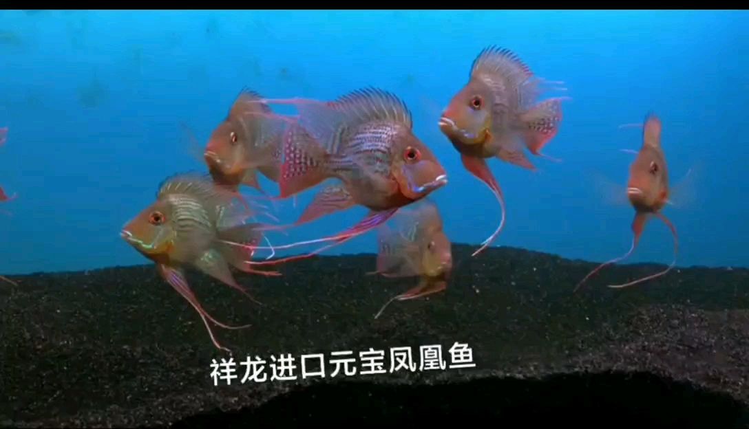 承德觀賞魚市場進口元寶鳳凰魚欣賞