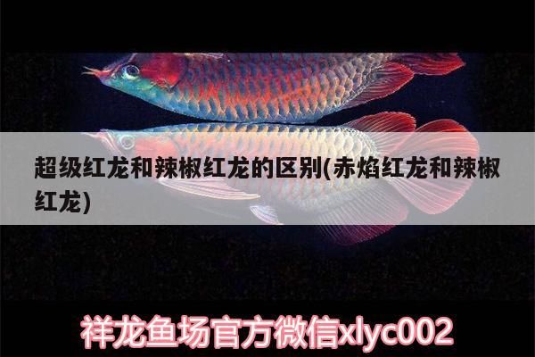 超級紅龍和辣椒紅龍的區(qū)別(赤焰紅龍和辣椒紅龍)