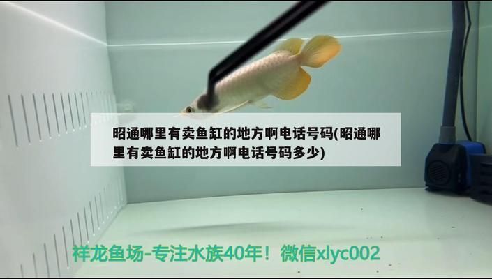 昭通龍魚vs昭通水族批發市場vs昭通水族館vs昭通魚缸批發市場vs祥龍魚場:昭通水族批發市場 祥龍魚場各市分站 第1張 昭通龍魚vs昭通水族批發市場vs昭通水族館vs昭通魚缸批發市場vs祥龍魚場:昭通水族批發市場 昭通龍魚vs昭通水族批發市場vs昭通水族館vs昭通魚缸批發市場vs祥龍魚場:昭通水族批發市場 祥龍魚場各市分站 第1張