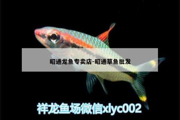 昭通龍魚vs昭通水族批發市場vs昭通水族館vs昭通魚缸批發市場vs祥龍魚場:昭通水族批發市場 祥龍魚場各市分站 第5張 昭通龍魚vs昭通水族批發市場vs昭通水族館vs昭通魚缸批發市場vs祥龍魚場:昭通水族批發市場 昭通龍魚vs昭通水族批發市場vs昭通水族館vs昭通魚缸批發市場vs祥龍魚場:昭通水族批發市場 祥龍魚場各市分站 第5張