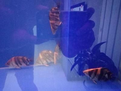 虎魚(yú)喂食開(kāi)燈好關(guān)燈好：\"虎魚(yú)喂食開(kāi)燈好關(guān)燈好\"關(guān)燈好 虎魚(yú)喂食開(kāi)燈好關(guān)燈好：\"虎魚(yú)喂食開(kāi)燈好關(guān)燈好\"關(guān)燈好 虎魚(yú)百科 第4張