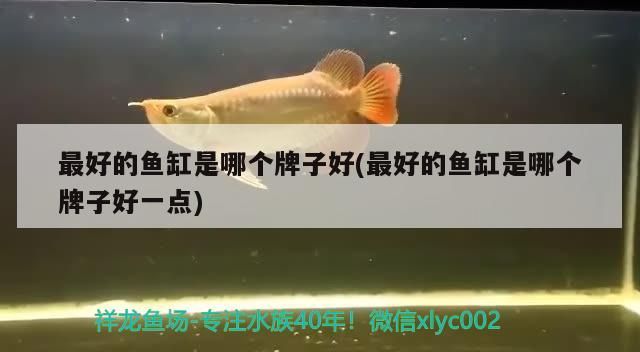 最好的魚缸是哪個(gè)牌子好(最好的魚缸是哪個(gè)牌子好一點(diǎn)) 最好的魚缸是哪個(gè)牌子好(最好的魚缸是哪個(gè)牌子好一點(diǎn)) 觀賞魚百科