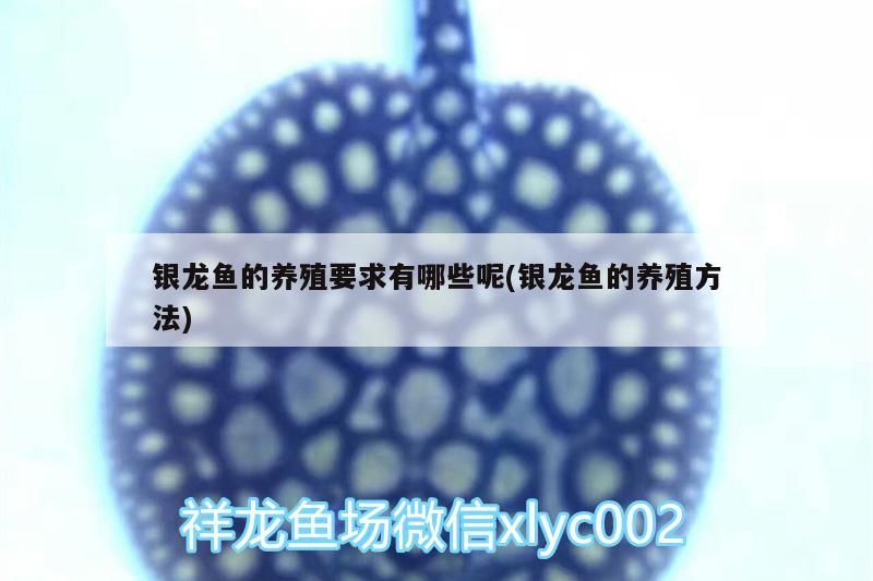 銀龍魚的養殖要求有哪些呢(銀龍魚的養殖方法) 銀龍魚的養殖要求有哪些呢(銀龍魚的養殖方法) 銀龍魚百科 第3張