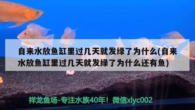 自來水放魚缸里過幾天就發綠了為什么(自來水放魚缸里過幾天就發綠了為什么還有魚) 黃金貓魚百科 第2張 自來水放魚缸里過幾天就發綠了為什么(自來水放魚缸里過幾天就發綠了為什么還有魚) 自來水放魚缸里過幾天就發綠了為什么(自來水放魚缸里過幾天就發綠了為什么還有魚) 黃金貓魚百科 第2張