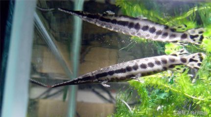 水族館養殖白化火箭魚技巧：白化火箭魚養殖技巧