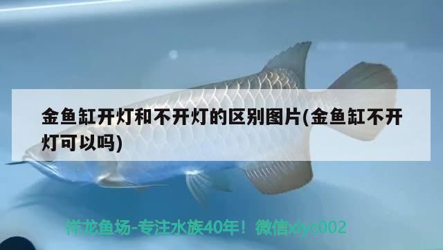 金魚缸開燈和不開燈的區別圖片(金魚缸不開燈可以嗎) 金魚缸開燈和不開燈的區別圖片(金魚缸不開燈可以嗎) 錦鯉魚百科 第3張