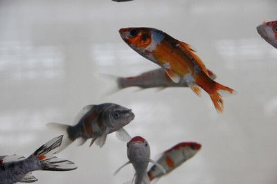 觀賞魚小紅魚是什么魚類（熱帶觀賞魚的世界）