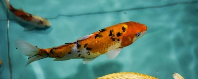 金龍魚需要打氧嗎為什么vs祥龍魚場：金龍魚在養殖中需要打氧嗎為什么vs祥龍魚場