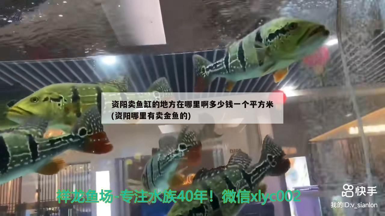資陽賣魚缸的地方在哪里啊多少錢一個平方米(資陽哪里有賣金魚的)