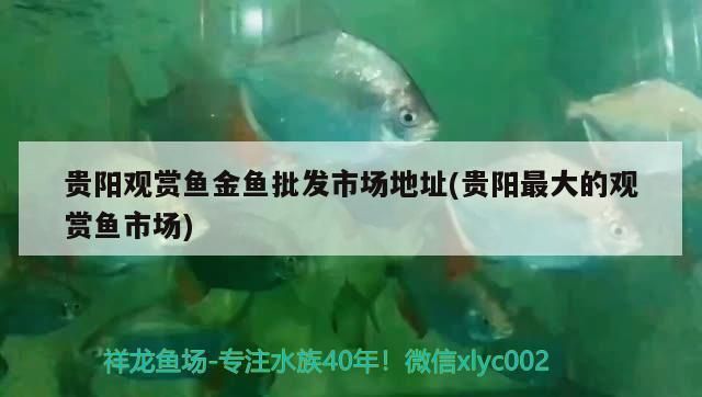 貴陽觀賞魚批發市場，貴陽觀賞魚批發市場價格