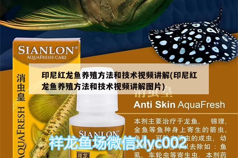 印尼紅龍魚養殖方法和技術視頻講解(印尼紅龍魚養殖方法和技術視頻講解圖片)