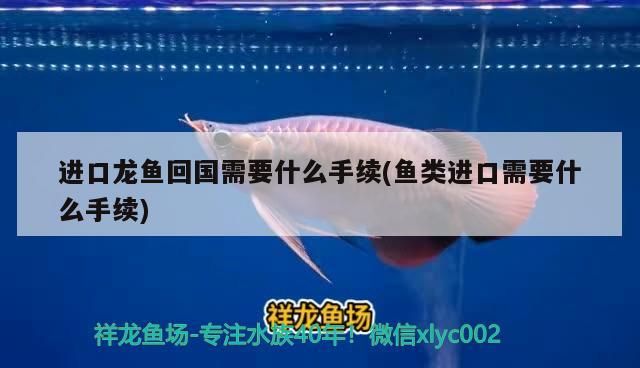 進(jìn)口龍魚回國(guó)需要什么手續(xù)(魚類進(jìn)口需要什么手續(xù)) 進(jìn)口龍魚回國(guó)需要什么手續(xù)(魚類進(jìn)口需要什么手續(xù)) 觀賞魚百科