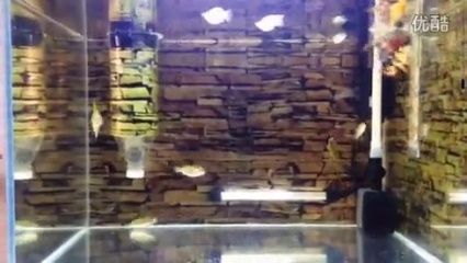 養泰虎需要多大缸子：養殖泰虎魚需要多大缸子 養泰虎需要多大缸子：養殖泰虎魚需要多大缸子 虎魚百科 第1張