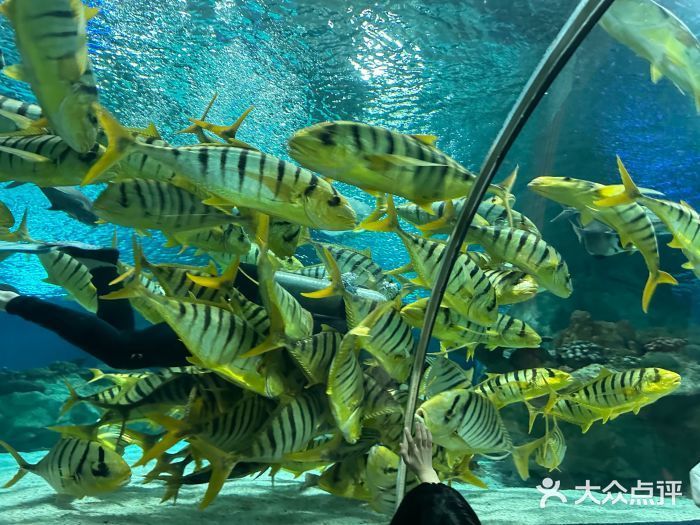 水族館開業廣告宣傳語：親子游水族館特色展覽介紹：親子游水族館優惠票價信息