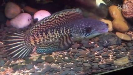 養泰虎需要多大缸子：養殖泰虎魚需要多大缸子 養泰虎需要多大缸子：養殖泰虎魚需要多大缸子 虎魚百科 第4張