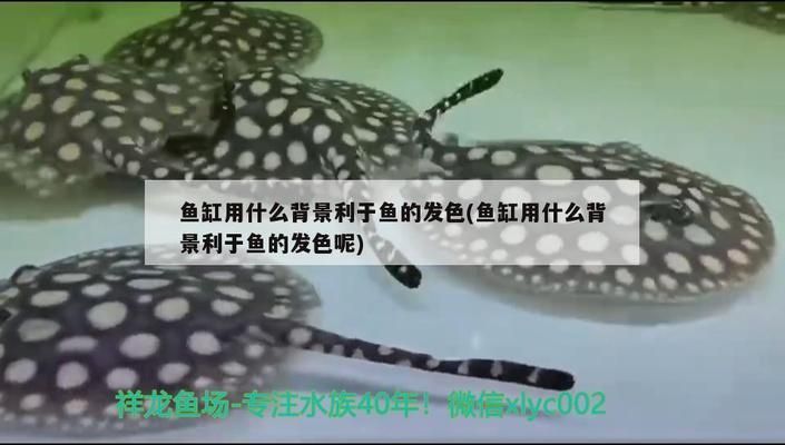 龍魚缸貼什么背景紙好看vs祥龍魚場：祥龍魚場龍魚缸背景紙選擇技巧 龍魚缸貼什么背景紙好看vs祥龍魚場：祥龍魚場龍魚缸背景紙選擇技巧 vs祥龍魚場 第3張