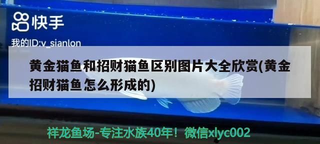 黃金貓魚和招財貓魚區別圖片大全欣賞(黃金招財貓魚怎么形成的) 黃金貓魚和招財貓魚區別圖片大全欣賞(黃金招財貓魚怎么形成的) 黃金貓魚百科 第3張