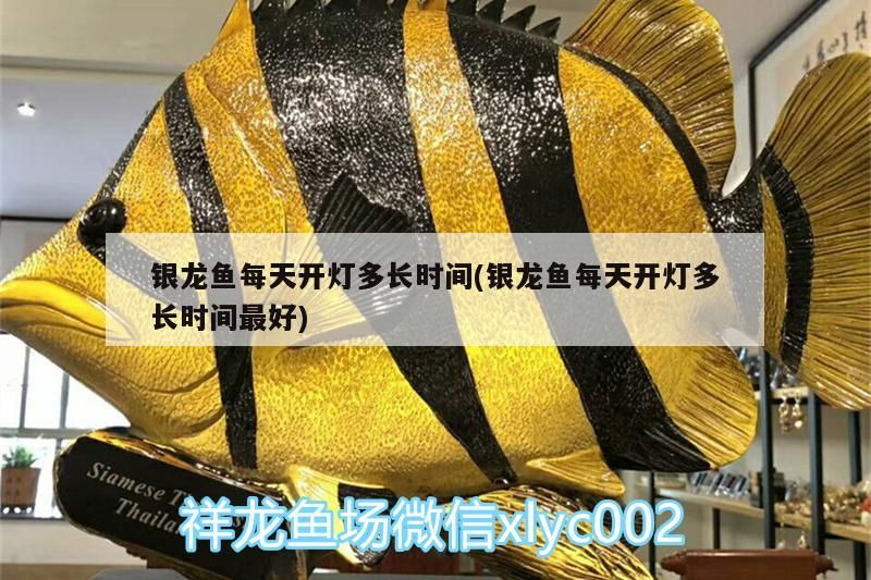 銀龍魚每天開燈多長時間(銀龍魚每天開燈多長時間最好) 銀龍魚每天開燈多長時間(銀龍魚每天開燈多長時間最好) 銀龍魚百科 第3張