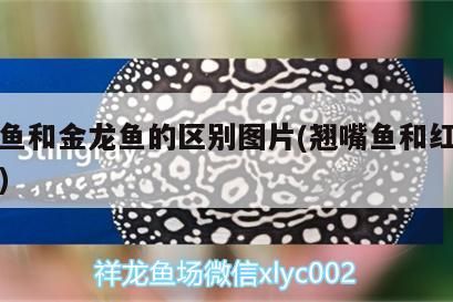 翹嘴魚和金龍魚的區(qū)別圖片(翹嘴魚和紅尾魚圖片)