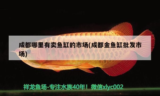 大湖紅龍魚的尾巴（紅龍魚尾巴形狀）