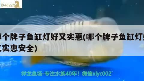 哪個牌子魚缸燈好又實惠(哪個牌子魚缸燈好又實惠安全)