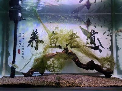 開水族館要營(yíng)業(yè)執(zhí)照嗎（開水族館是否需要營(yíng)業(yè)執(zhí)照） 開水族館要營(yíng)業(yè)執(zhí)照嗎（開水族館是否需要營(yíng)業(yè)執(zhí)照） 水族館百科（水族館加盟） 第5張