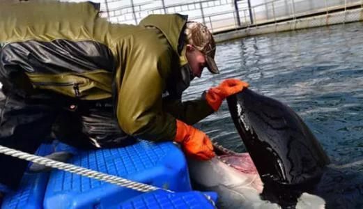開個水族館的艱難經歷怎么寫（如何寫開個水族館的艱難經歷）