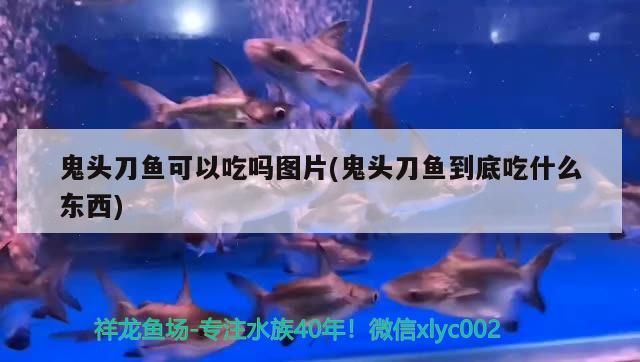 鬼頭刀魚可以吃嗎圖片(鬼頭刀魚到底吃什么東西) 鬼頭刀魚可以吃嗎圖片(鬼頭刀魚到底吃什么東西) 元寶鳳凰魚百科 第3張