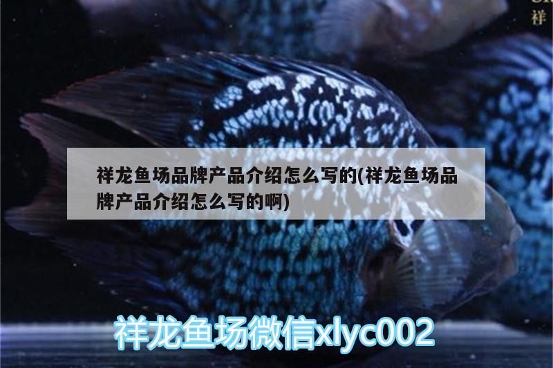祥龍魚場品牌產品介紹怎么寫的(祥龍魚場品牌產品介紹怎么寫的啊)