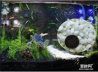 黑河龍魚vs黑河水族批發市場vs黑河水族館vs黑河魚缸批發市場vs祥龍魚場：黑河水族市場