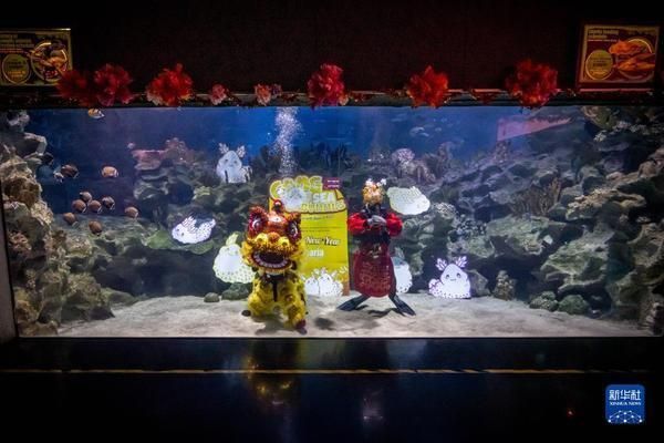 水族館開業(yè)活動（關于水族館開業(yè)活動的一些詳細信息）