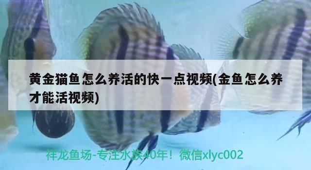黃金貓魚(yú)怎么養(yǎng)活的快一點(diǎn)視頻(金魚(yú)怎么養(yǎng)才能活視頻)