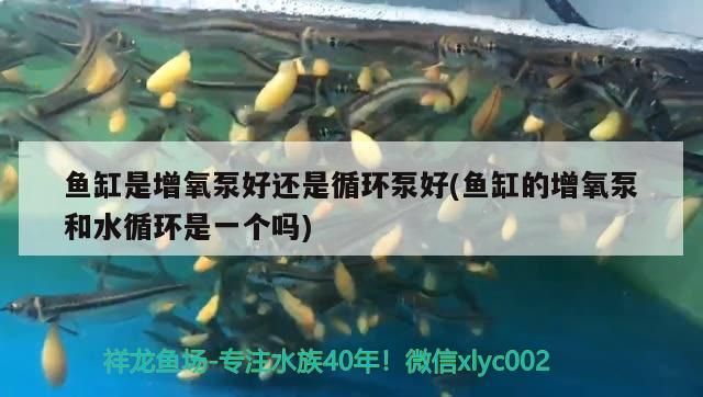 銀龍魚頭部有白點(銀龍魚頭部有白點怎么回事) 銀龍魚百科 第2張 銀龍魚頭部有白點(銀龍魚頭部有白點怎么回事) 銀龍魚頭部有白點(銀龍魚頭部有白點怎么回事) 銀龍魚百科 第2張