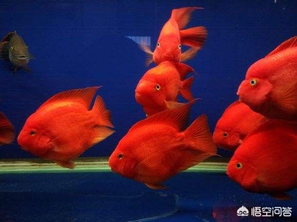 丹東觀賞魚自由市場在哪兒買好（丹東魚苗批發市場）