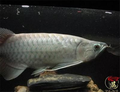 龍魚缸養(yǎng)水養(yǎng)多久合適呢，龍魚缸養(yǎng)水的時(shí)間