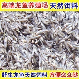 龍魚喂冷凍的小魚怎么消毒vs祥龍魚場：冷凍小魚的正確消毒方法