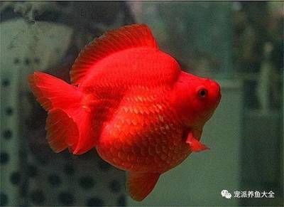 招財貓魚混養的注意事項，招財貓魚混養環境布置技巧招財貓魚混養環境布置技巧
