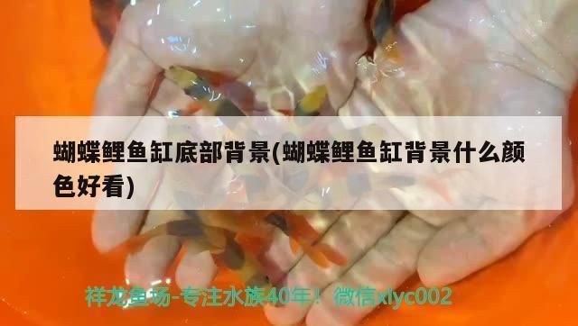 賀州龍魚(yú)vs賀州水族批發(fā)市場(chǎng)vs賀州水族館vs賀州魚(yú)缸批發(fā)市場(chǎng)vs祥龍魚(yú)場(chǎng)：賀州水族批發(fā)市場(chǎng) 賀州龍魚(yú)vs賀州水族批發(fā)市場(chǎng)vs賀州水族館vs賀州魚(yú)缸批發(fā)市場(chǎng)vs祥龍魚(yú)場(chǎng)：賀州水族批發(fā)市場(chǎng) 祥龍魚(yú)場(chǎng)各市分站 第1張