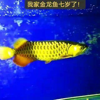 金龍魚怕人 金龍魚怕人 龍魚百科 第1張