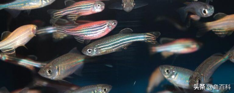 小虎魚身上有白膜：小虎魚身上出現白膜可能是由于以下幾個原因以下幾個原因 小虎魚身上有白膜：小虎魚身上出現白膜可能是由于以下幾個原因以下幾個原因 虎魚百科 第1張