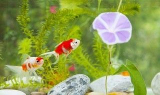 小虎魚身上有白膜：小虎魚身上出現白膜可能是由于以下幾個原因以下幾個原因 小虎魚身上有白膜：小虎魚身上出現白膜可能是由于以下幾個原因以下幾個原因 虎魚百科 第3張