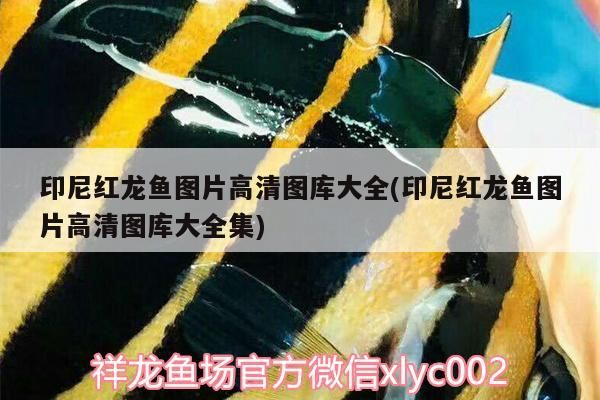 印尼紅龍魚圖片高清圖庫大全(印尼紅龍魚圖片高清圖庫大全集)