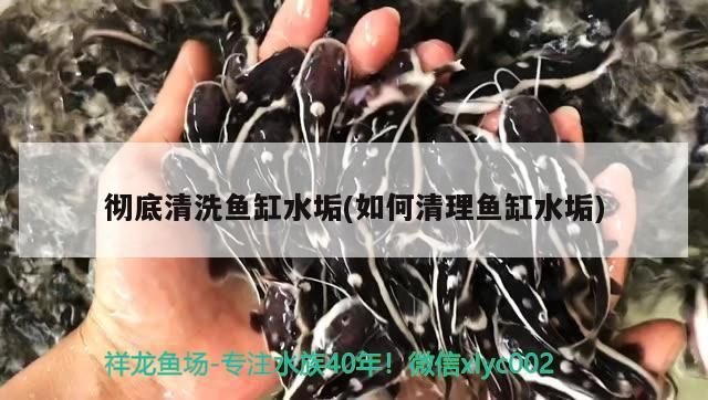 徹底清洗魚缸水垢(如何清理魚缸水垢)